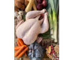 Free Range Dry Pluck Bronze Turkey